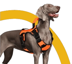 Perro con fondo amarillo — descubre lo mejor para tu mascota en clasco
